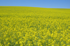 Flowery Field biofuel boiler costs